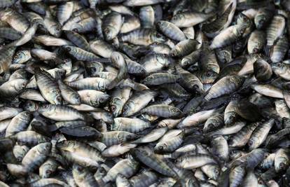 Rusija zabranjuje uvoz i tranzit ribljih proizvoda  iz EU-a