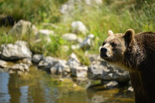 Zagreb: Životinje u Zoološkom vrtu odmaraju tijekom vrućina