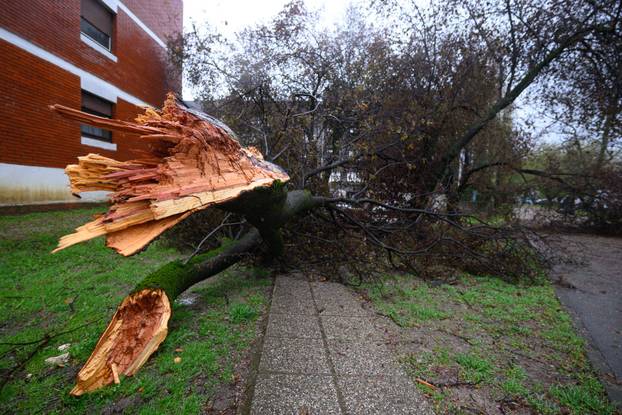 Zagreb: Jak olujni vjetar polomio stabla i grane na Jarunu