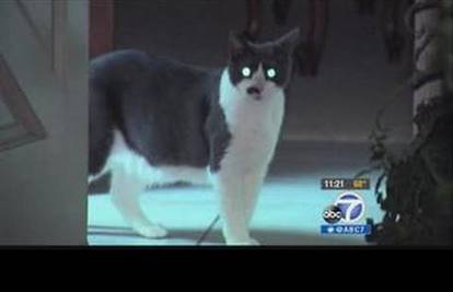 Morala reagirati policija: Mačka u zatočeništvu držala vlasnice