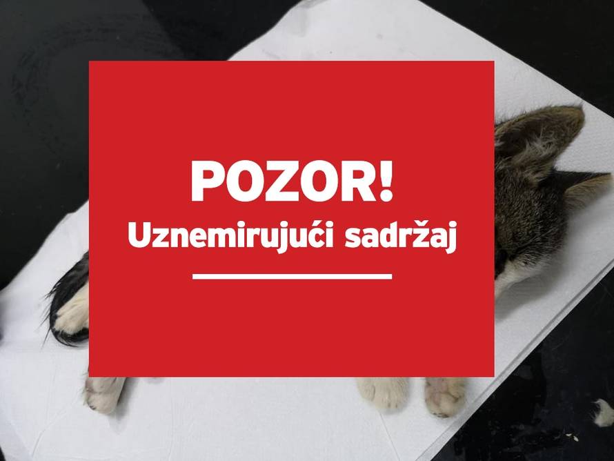 Mačiću pokušao odrezati šape pa ga ostavio u blizini vrtića?