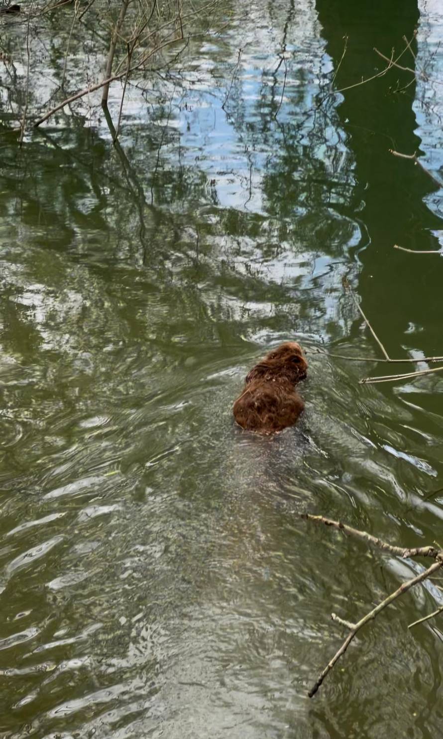 Dabar kojeg je udario auto sad uživa u Savi: Na Međunarodni dan dabrova pustili ga u prirodu