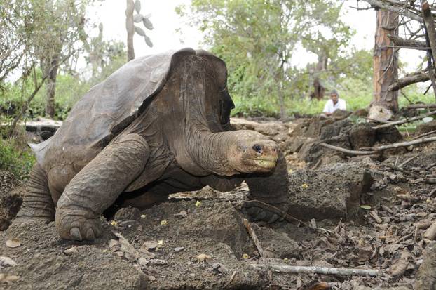 Last specimen of subspecies of giant tortoise dies in Galapagos