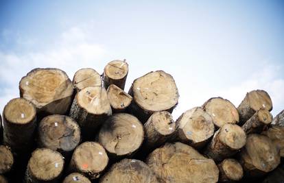 Ukrao je drva vrijedna 240.000 kuna kako bi ih preprodao