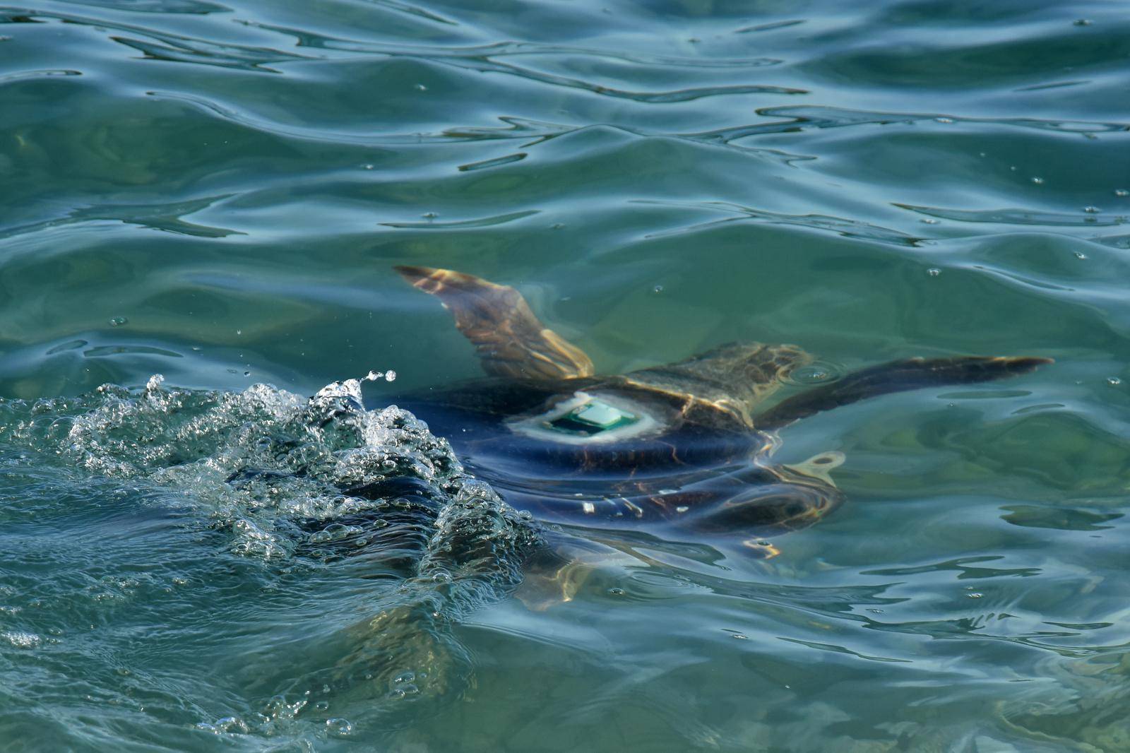 Pula: Dvije glavate želve, Mery Fisher i Zoki, puštene u more