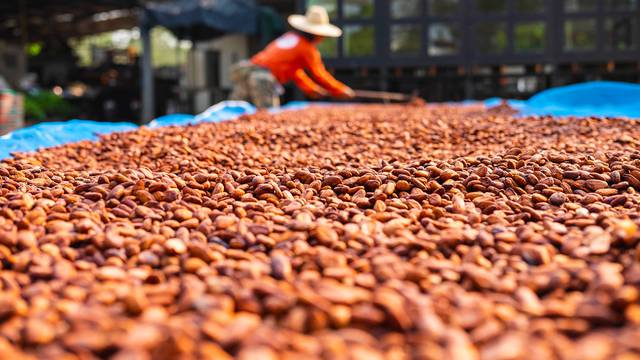 Cocoa,Farmers,Brown,Organic,Cocoa,Beans,Sun-drying,On,A,Cocoa
