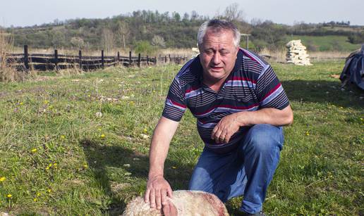 Velika šteta: Psi lutalice mu ušli u tor i zaklali 20 janjadi 