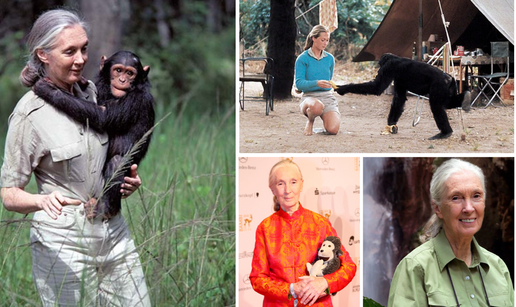 Zbogom Jane Godall: Zbog nje svi danas drugačije gledamo prirodu, a pogotovo čimpanze