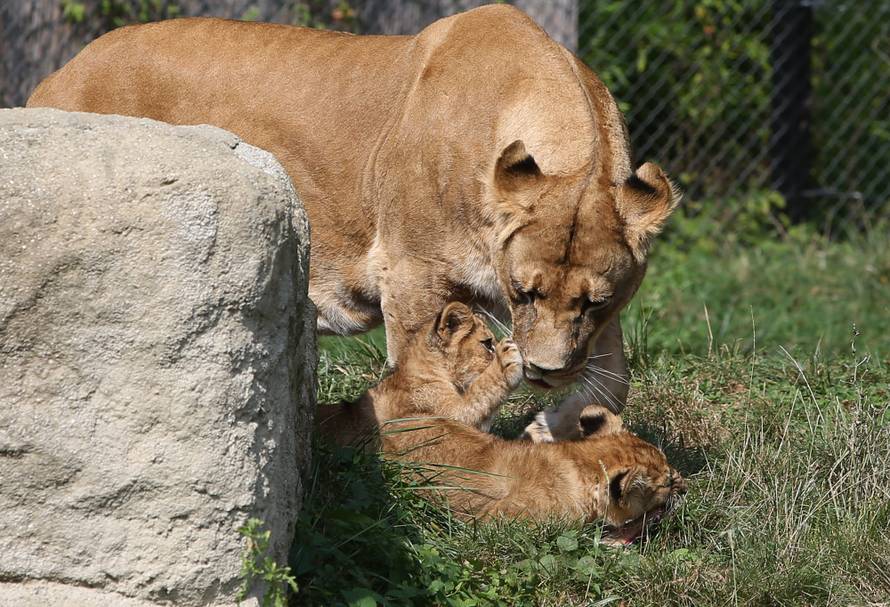 Mama ih pazi: Zagrebački lavići će se zvati Dunja i Mazalo?