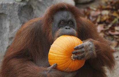 Orangutani hamburškog zoo-a za doručak dobili bundeve 