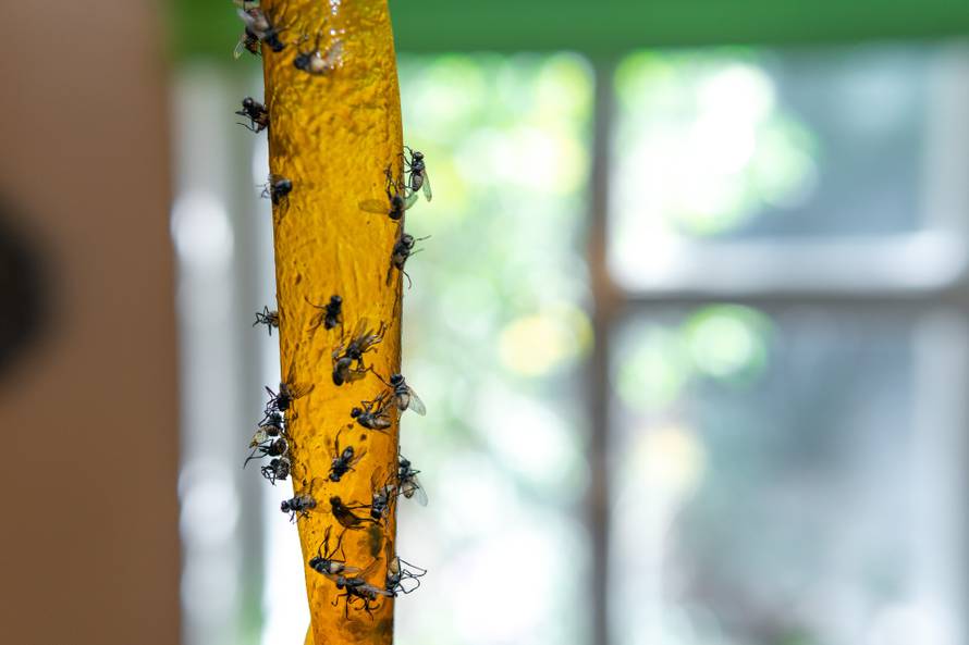 Kako se riješiti muha iz doma? Ovo su prirodni načini za pomoć