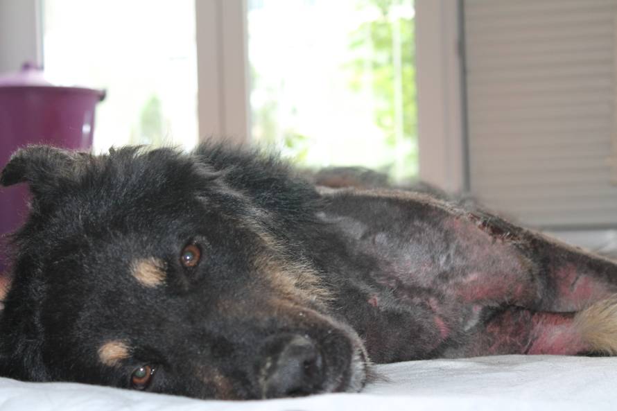 Ležao u opeklinama: Čičak se oporavlja, sada maše i repom