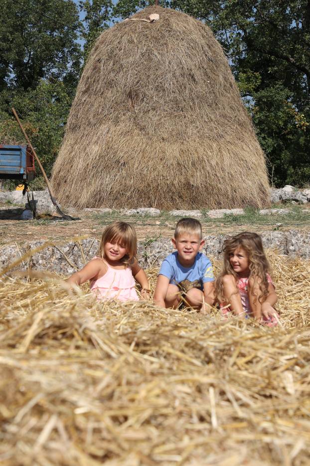 Zagvozd: Vršidba žita na starinski način