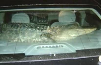 Prometni policajci pronašli aligatora u prtljažniku