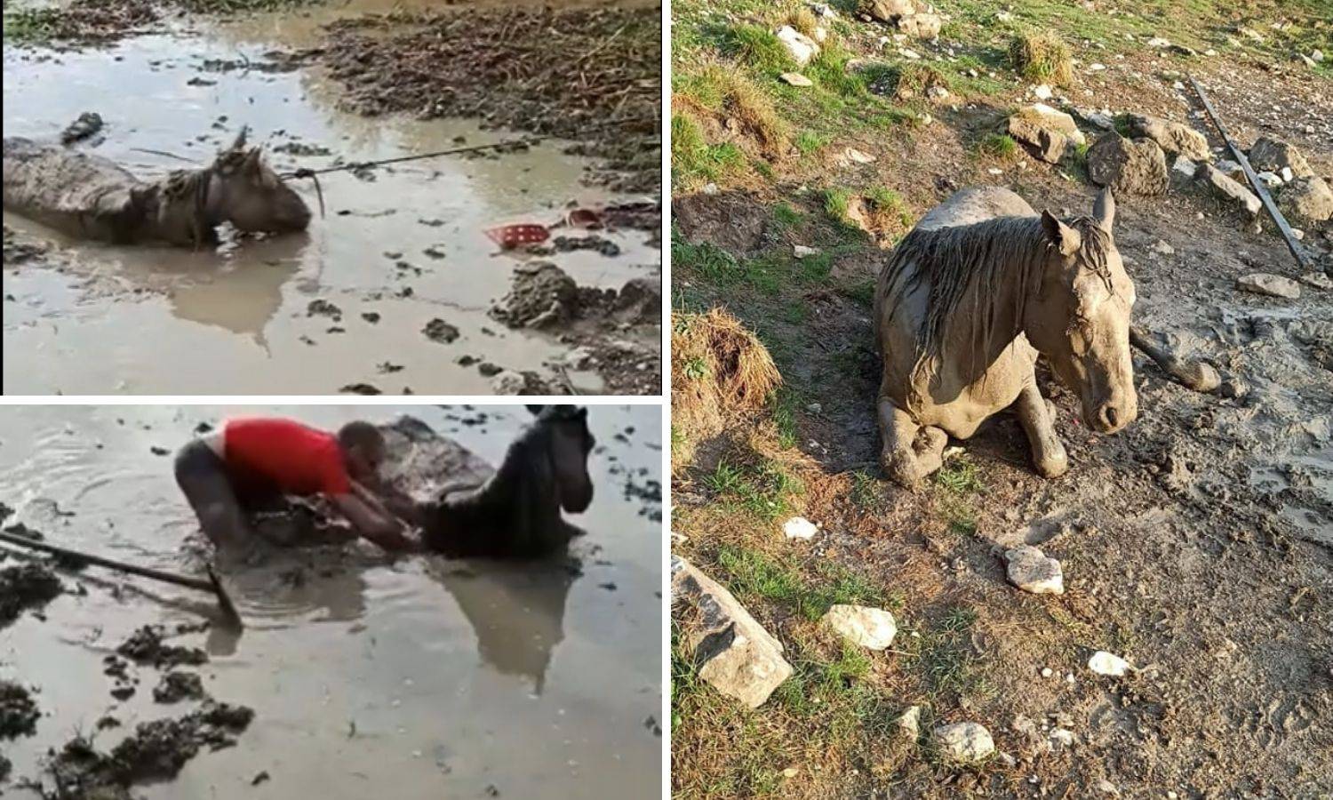 VIDEO Iz blata kod Livna spasili  ždrebicu: 'Bio je s njom u mulju dva sata dok je nije izvukao...'