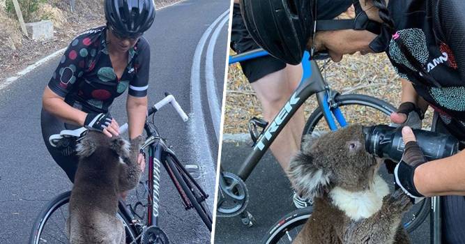 Iscrpljena je koala zaustavila bicikliste i tražila malo vode