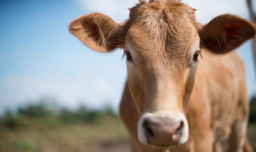 Jesu li krave krive za sve ili su to samo prazne pri&ccaron;e?