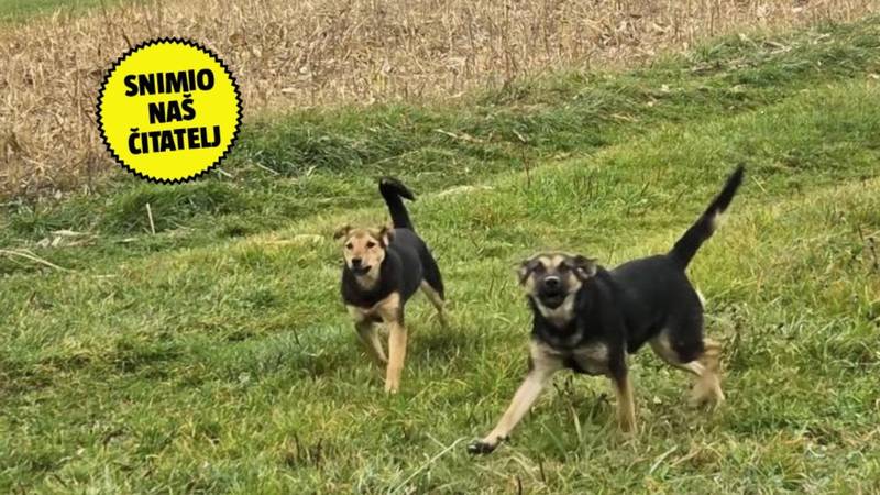 Curicu u Zagrebu napali psi na putu do škole: 'Vrištala je! Svaki dan je to tako. Gdje su vlasnici?'