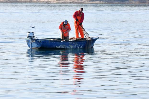Šibenik: Ribari vade mreže i razvrstavaju današnji ulov