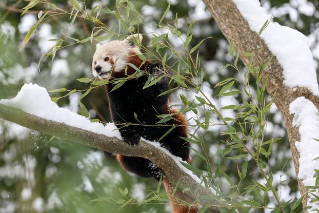 Zagreb: Snježno prijepodne u zoološkom vrtu