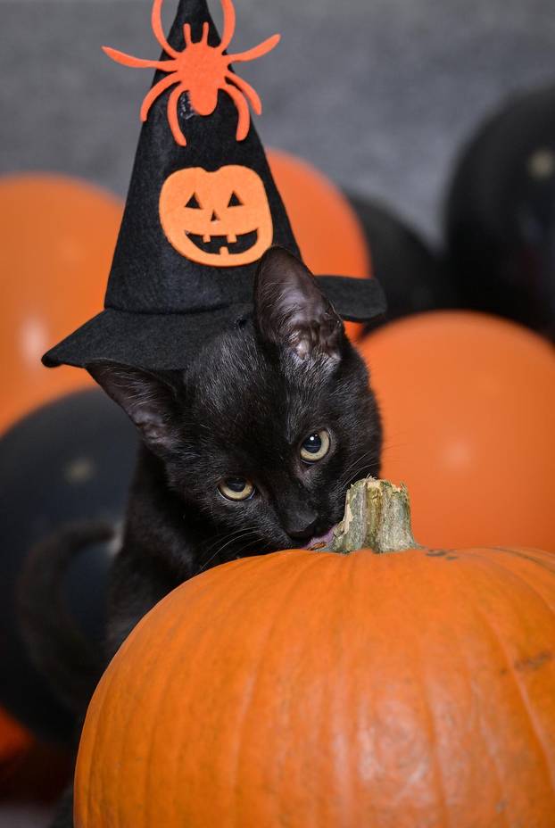 Sklonište u Dumovcu poziva na posebno jesensko udomljavanje pasa i mačaka