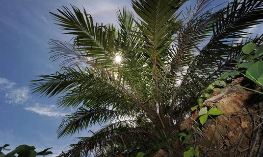 Palme na Antarktici? Dokazi otkrili bujan život južnog pola