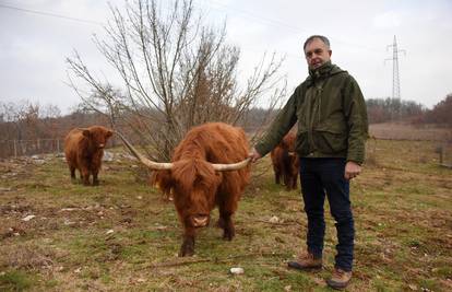 Serđo u istarskom selu uzgaja škotska goveda: 'Moje čupavo krdo predvode telci Roki 1 i 2'