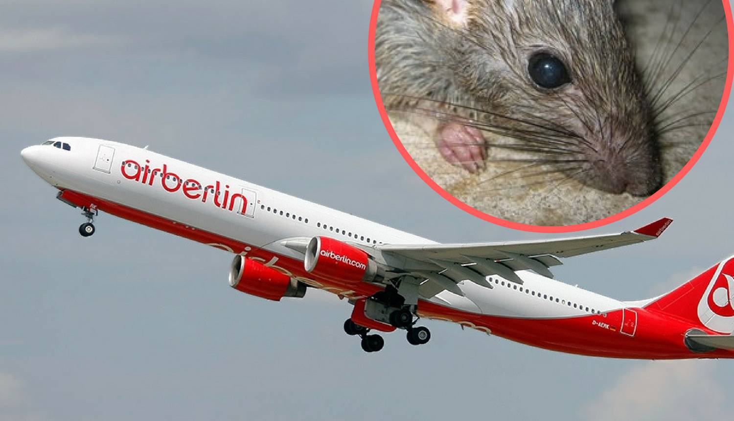 Panika zbog štakora u avionu: Ne mogu nigdje idućih 10 dana