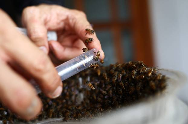 Bee rescuer Clarence Chua traps a queen bee as he removes a bee nest from a public housing apartment in Singapore