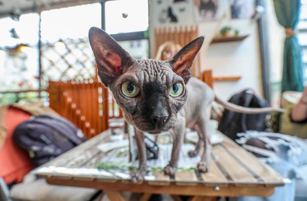 Zagreb: Emilija i Amer Alaydi otvorili su kafić Animal caffe