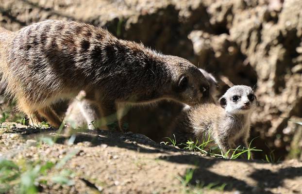 Zagreb: Tri mladunca merkata novi su stanovnici Zoološkog vrta