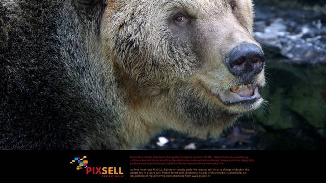 PIXSELL