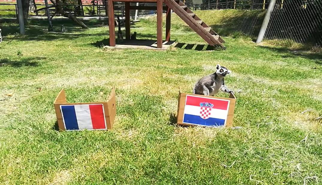 Gibon kaže Francuska, ali ara, lemuri i deva tvrde - Hrvatska!