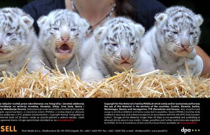 Zoološki ima nove stanare: Dobili su četiri mala bijela tigra