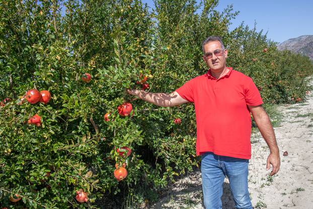 Plantaže mandarina i nara u dolini Neretve