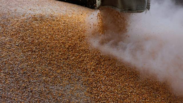 Grain is loaded on a truck at the Mlybor flour mill facility, in Chernihiv region
