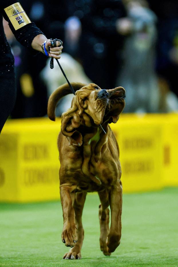 150th Annual Westminster Kennel Club Dog Show in New York City