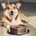 Kupnjom hrane za psa koja je niže cijene, a često i kvalitete, povećavate rizik raznih bolesti