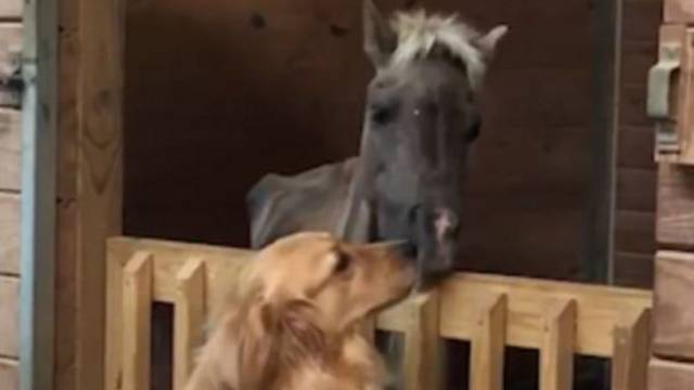 Uhvaćen emotivan trenutak: Nježno prijateljstvo ponija i psa