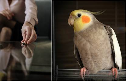 Kad se razvedeš zbog papige: Otkrila je ženi da je suprug vara