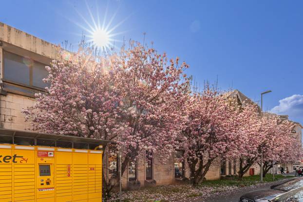 Magnolije u cvatu u Opuzenu