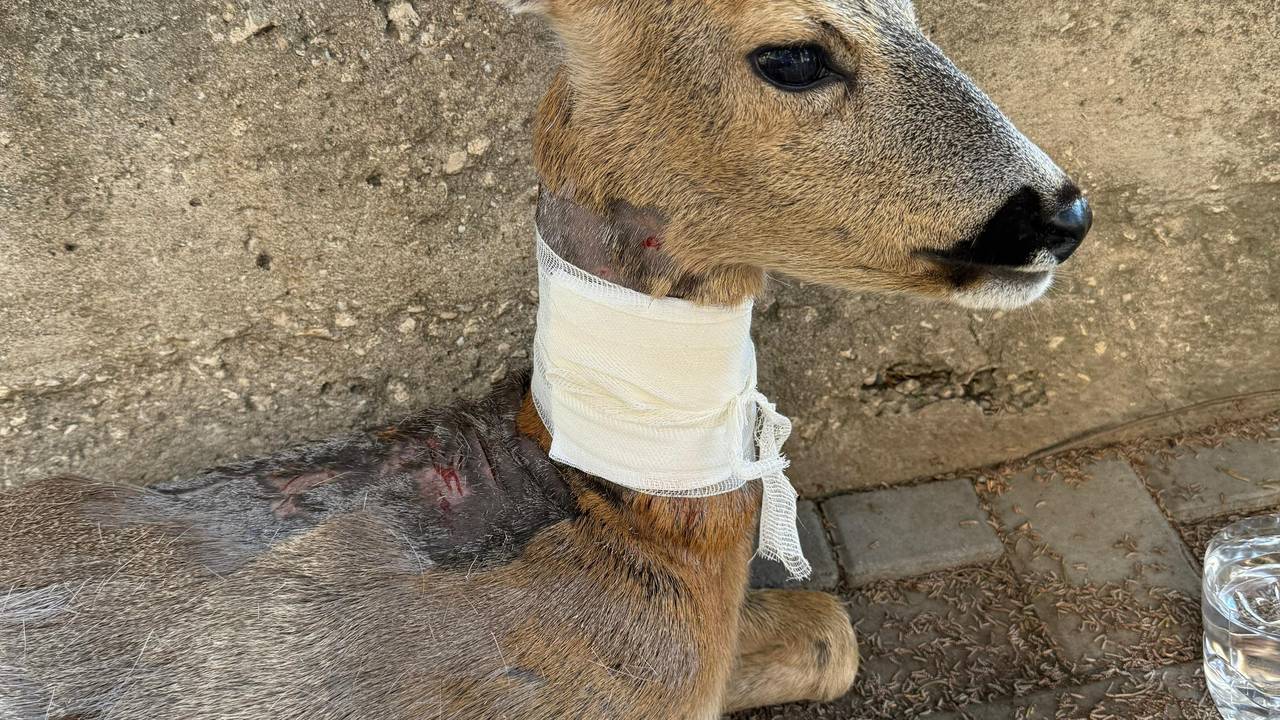 GALERIJA Psi izgrizli srnu u Zadru, veterinari su je zbrinuli: Možda će trebati na operaciju