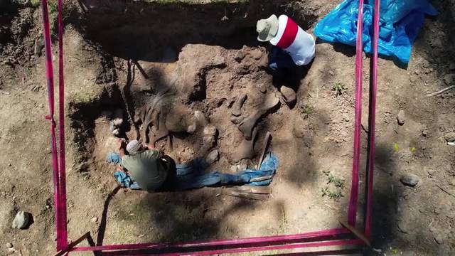 Mastodon fossils discovered in Peru represent paleontological feat