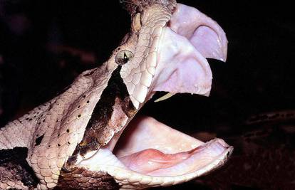 Gabonska ljutica ima dugačke zube, najduže u svijetu zmija!