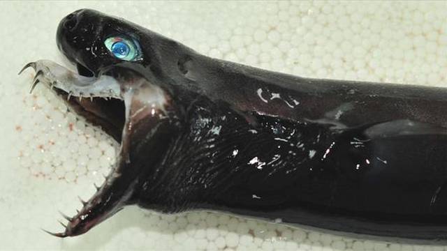 'Neman iz horor filma': Našli su najstrašnijeg morskog psa