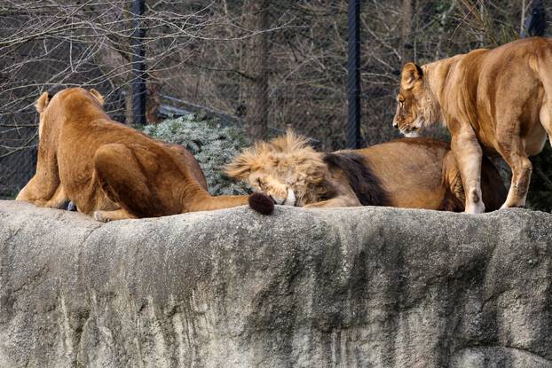 Zagreb: Životinjima u zoološkom vrtu podijeljena božićna drvca