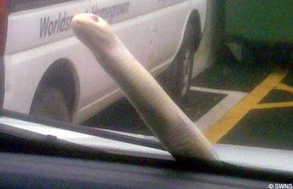 U vožnji albino zmija duga 1.2 m   ispuzala na staklo