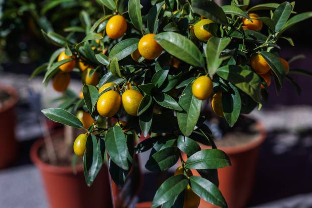 Zagreb: Izložba biljaka Plant market