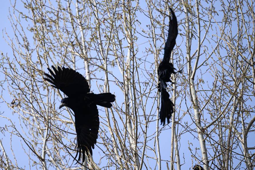 24sata Zagreb: Stanari zgrade u Španskom koji se žale da imaju desetak gnijezda vrana