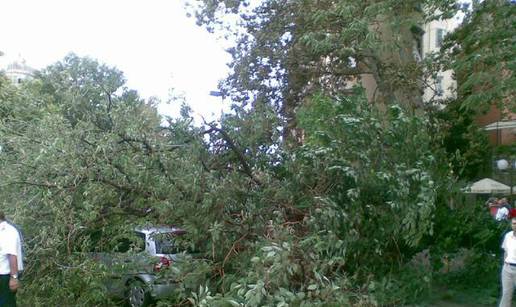 Na parkirani auto u Zadru se srušilo golemo stablo